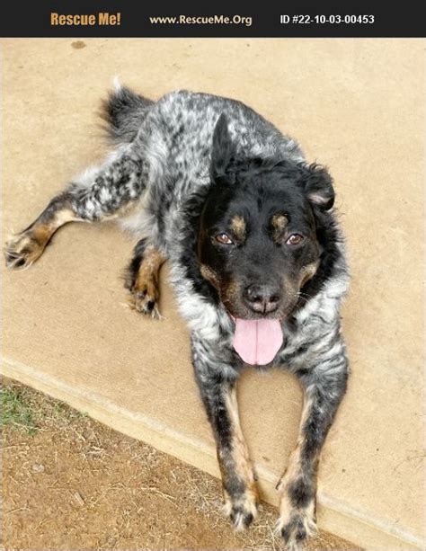 At this time we do not adopt out to homes who are over ~200 miles. . Australian shepherd rescue san antonio